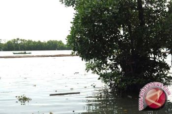  Ribuan Bakau Ditanam Kembali Di Bali Tol