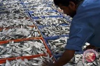 Rahasia Minyak Ikan