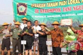 Pemkab Kulon Progo luncurkan varietas Melati Menoreh 