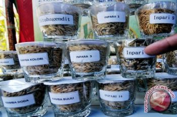 Petani Bersiap! Pemkab Barito Utara Akan Serahkan Bibit Padi 