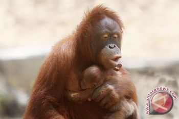 Pulau Salat Nusa Rumah Baru Orangutan Kalteng