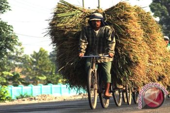 Peneliti Temukan Jerami Penyerap Limbah
