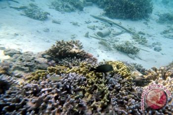  50 Persen Terumbu Karang Babel Rusak