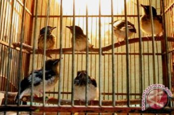 BKSDA Gagalkan Penyelundupan 400 Burung Dilindungi 
