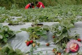 Jepang Kembangkan Robot Pemetik Stroberi