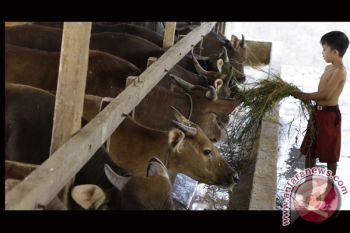 HARGA SAPI NAIK