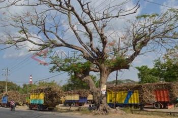Antrean Truk Tebu