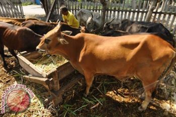 Cagub Sulbar siapkan 100 ekor hewan qurban 