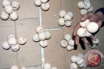 Perdagangan Telur Penyu