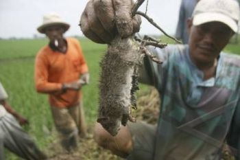 Banyumas Canangkan Gerakan Pengendalian Hama Tikus