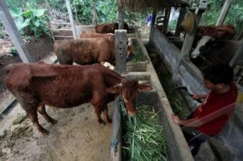 Pemkab Batang Siapkan Sapi dan Kerbau Wajib Bunting