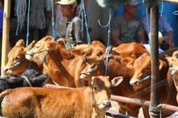 Kementerian Pertanian Siap Luncurkan Asuransi Sapi