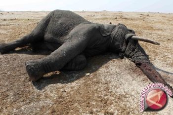  90 Ekor Gajah Mati Diracuni Di Zimbabwe