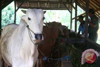Penuhi Syarat Kurban, Pemkab Ini Periksa Hewan Kurban