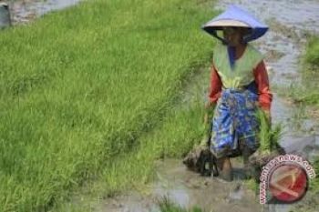 360 Hektare Sawit di Mukomuko Jadi Sawah
