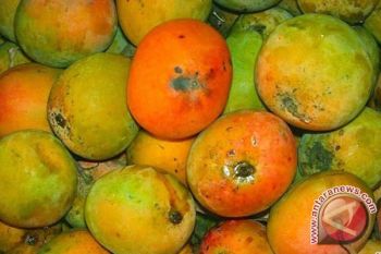 Mitos "Mangga Soekarno" di Mesir