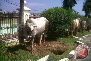 Penjualan Hewan Kurban di Bandarlampung Meningkat
