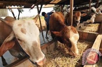Mentan: Impor Sapi untuk Menambah Populasi
