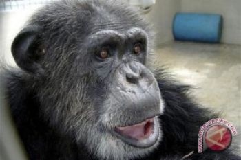 Simpanse Ternyata Juga Suka Boneka