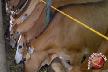 Pemkab Barut Siapkan Bantuan Sapi Dan Kambing