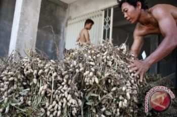 Tanaman kacang di Gunung Kidul tidak berkembang