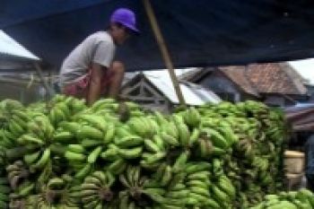 LIPI: 15 varietas pisang berpotensi menjadi pangan fungsional