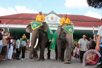 Menhut: gajah untuk upacara tradisi tidak masalah 