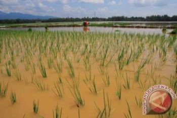 100 Hektare Tanaman Padi Gagal Panen Akibat Rob