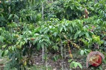 Warga-Perhutani Sepakat Lereng Sumbing Ditanami Kopi 