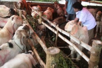 Tim PKPU Pastikan Kesiapan Hewan Qurban Untuk Afrika