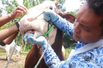 Waspadai Penyakit Antraks pada Hewan Kurban