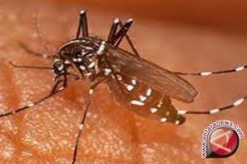 Belasan Warga Pekalongan Idap Chikungunya