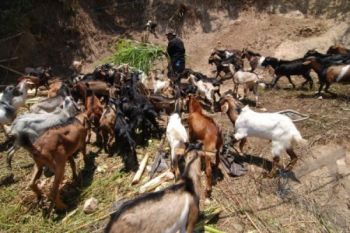 Pemkot siapkan tenaga medis awasi hewan kurban