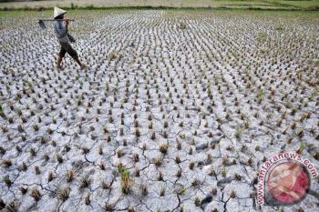 SAWAH KERING