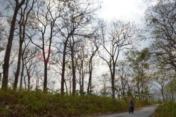 Hutan Jati Meranggas