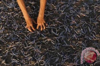  IKAN KERING