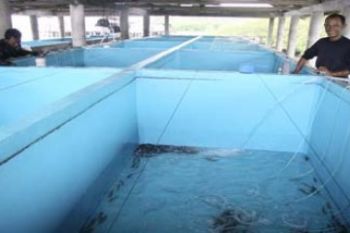 Produksi Ikan Kepri/Henky Mohari