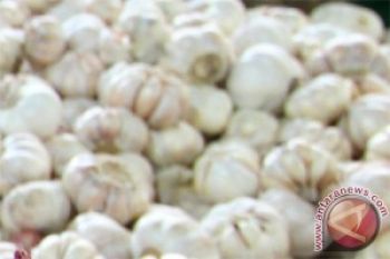 Bawang Putih Bermanfaat Untuk Susu Formula 