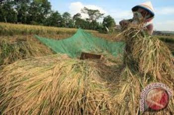 Daya Beli Petani Sumbar Terus Membaik