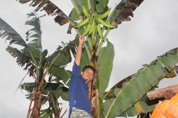 Pisang &amp;quot;Sialang&amp;quot; Gegerkan Masyarakat Lubukbasung