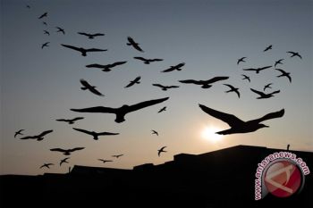 Pemuda Nepal membuat "konferensi" burung gagak 