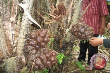 Budidaya Salak Condet Terganjal Lahan