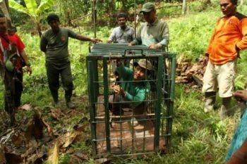 BKSDA Pasang Perangkap untuk Menangkap Beruang Madu yang Meresahkan Warga