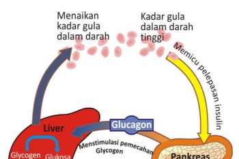 Ogah Diabetes ? Ini Caranya Menurut PBB