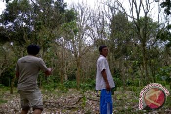 Ribuan pohon duku di OKU mati diserang virus