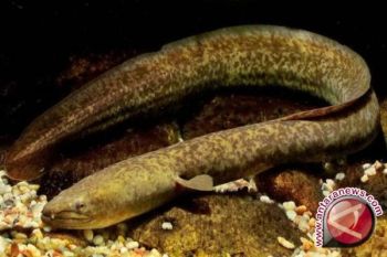 DIY dukung upaya peningkatan populasi ikan sidat 
