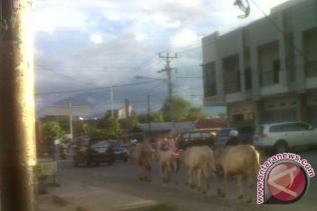 Ternak Masih Berkeliaran di Jalan Raya