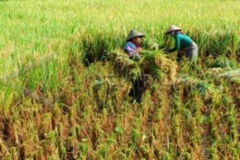 BPS: Produksi Padi 2013 Diperkirakan Naik 0,61 Persen