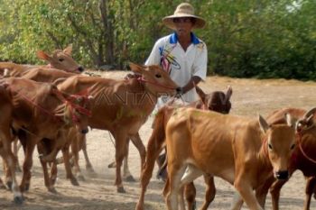 Harga Sapi Lokal