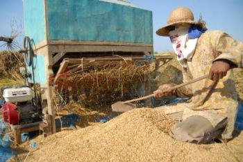 Target Produksi Padi Jatim
